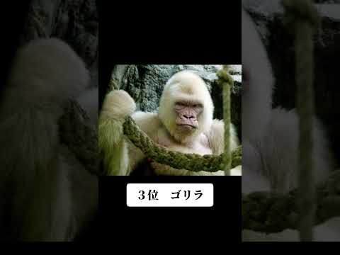 アルビノ動物 - 情報、例、写真 - 動物のアルビノ