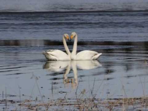 Ensi Suru - Olavi Virta