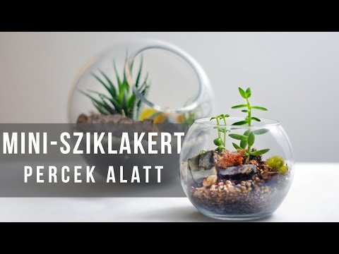 Mini-sziklakert percek alatt - élőben 23 nővel