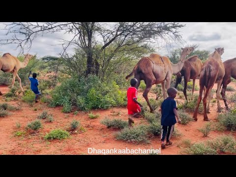 Rag yaryar oo geeljiraa