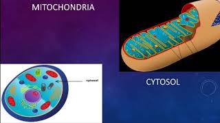 Cell organells