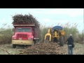 COSECHA DE CAÑA DE AZUCAR EN POBLADO 3