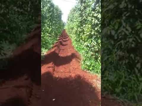 BCS 740 of Angkorgreen