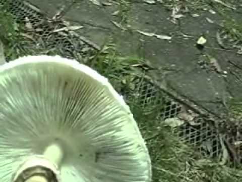 Toadstools or mushrooms?