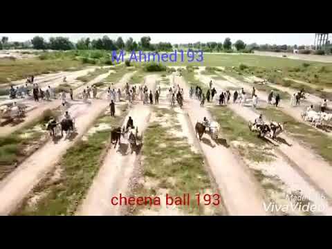 Cheena bal 193 Wala