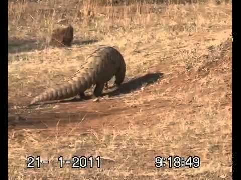 De gepantserde miereneter  -LIONS V_S PANGOLIN FIGHT IN GUJRAT, INDIA
