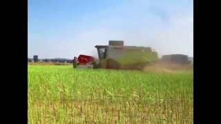 preview picture of video 'Rapsernte mit Claas Lexion 620'