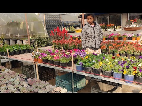 Cactus Grafting Guide