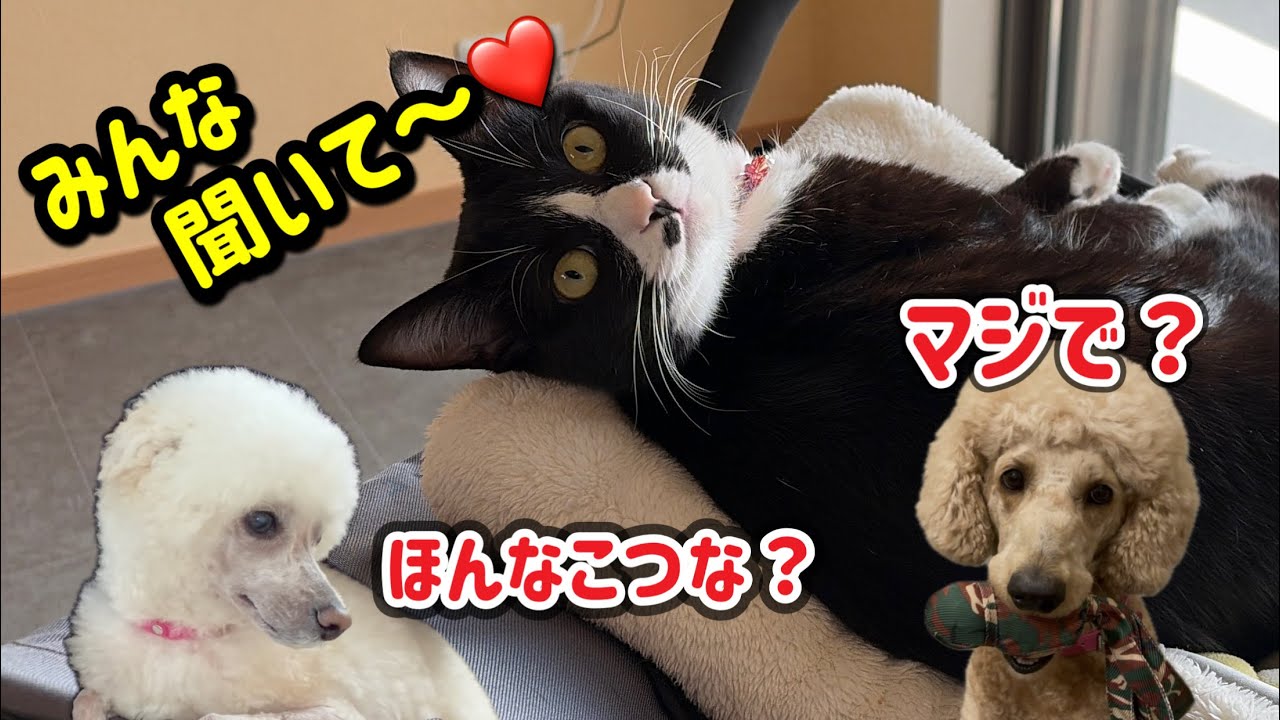 【お知らせ📢】なんとクロが選ばれました。