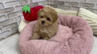 ハーフ犬の動画01