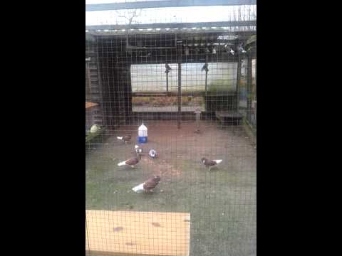 DUKE-NOVI PAZAR-DUKETOVI GOLUBOVI  HOLANDSKI -GOLUBAR  2