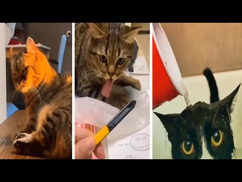 The Funniest Animal Videos You’ll Ever See | Part 8