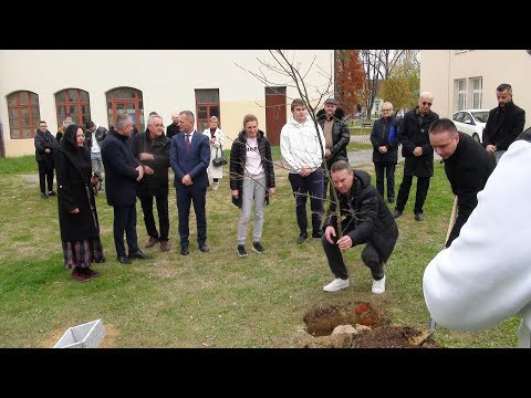 Sadnja hrasta za 1100 godina hrvatstva