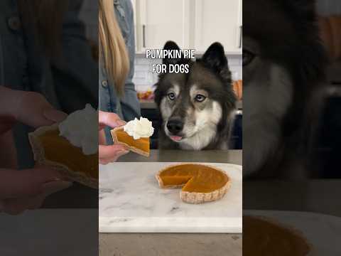 Pumpkin Pie for Dogs