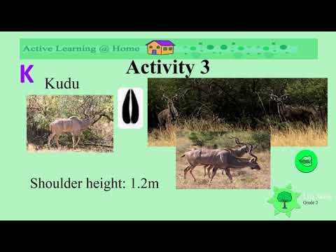 Wild animals and the alphabet, part 4 UNI D20 Gr2 LS