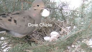 Mourning Dove and Mate Hatch Eggs