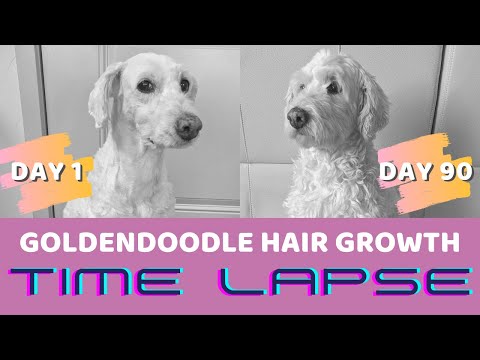 Goldendoodle Hair Growth Time Lapse Over 90 Days
