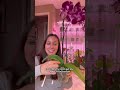 How I take care of my orchids  #orchidcare #plantcaretips #orchidblooms #loveplants