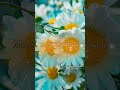 Mercury Poove Pudhiya Geethai Yuvan Shankar Raja Video Lyrics Song Tamil Whatsapp Status Songs