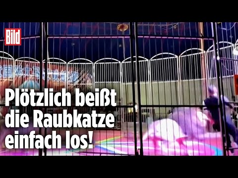 Panik im Zirkus: Löwe verbeißt sich in Dompteur