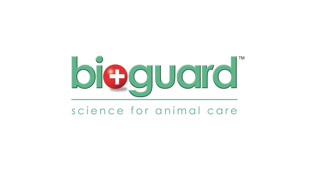 Importance of Feline Blood Groups and Blood Incompatibility in the Cat care