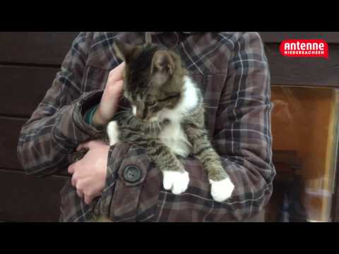 Niedersachsen-Originale: Katzen-Kuschlerin Anke