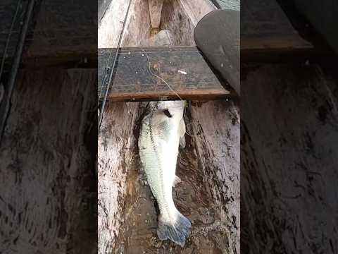 Linda pescada no lago de Tefé-AM #fishing #pescaria #amazonas #amazonia #shorts