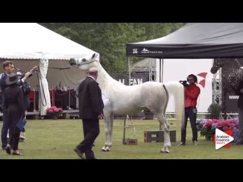 N.165 TM ZAHINA - Bruges 2015 International - Mares 4-6 years old (Class 107)