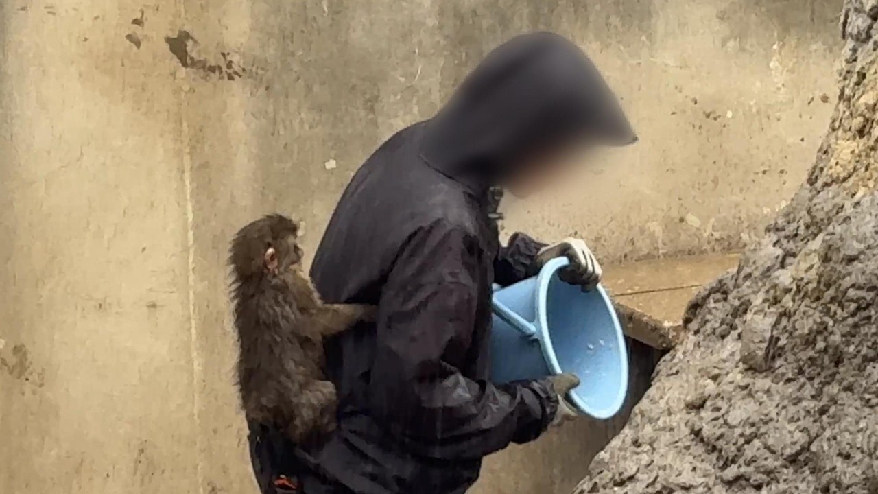 番外編 大好きな飼育員さんから離れないパンチくん【2026年3月31日】【市川市動植物園】ニホンザル