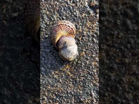 【23 02 18】海辺の堤防に張りつく巻貝