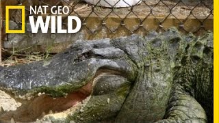 One-Eyed Gator | Swamp Men