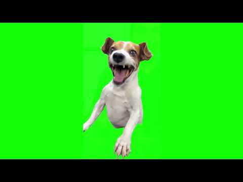 Meme con chó cười haha