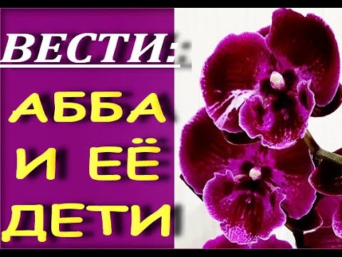 Фаленопсис "АББА" и АББЯТА:приключения продолжаются.ОРХО-вести НОЯБРЯ.Орхидея phalaenopsis 'Abba'.