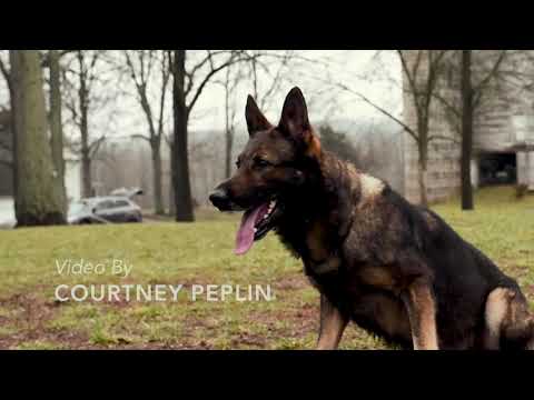 Tchala vox Meinerz and Mario Sergio Gomes Obedience