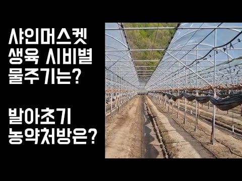 , title : '샤인머스켓 시기별 물주기는?'