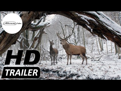 Trailer-Vorschau: Körper und Seele