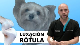 🦴LUXACIÓN DE RÓTULA EN PERROS - Traumatología Veterinaria