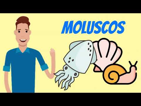 Resumo - MOLUSCOS