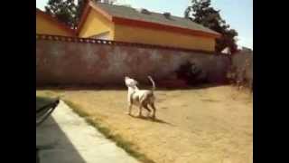 Petey Pig Ears the World's First Hula Hoop Catching Pit Bull?