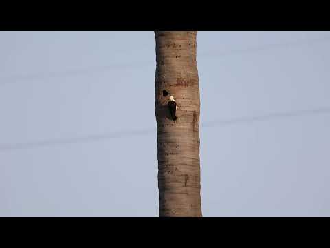 Pica-pau-branco próximo ao ninho. Aramina São Paulo