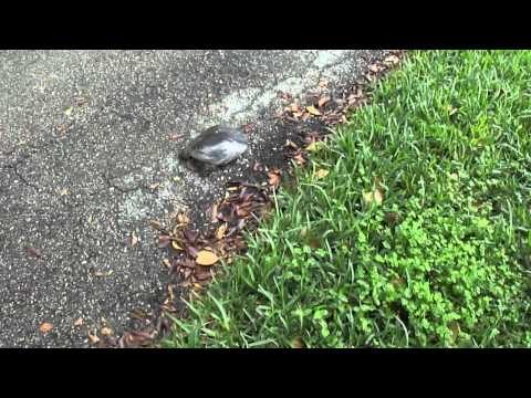 Florida Softshell  Turtle Attack