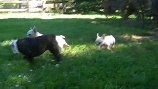 ☙ 𝓉𝓌𝑜 𝑜𝓊𝓉 𝑜𝒻 𝓉𝒽𝓇𝑒𝑒 𝒶𝒾𝓃'𝓉 𝒷𝒶𝒹 ❧ Bounce's French Bulldog Puppies & Friend