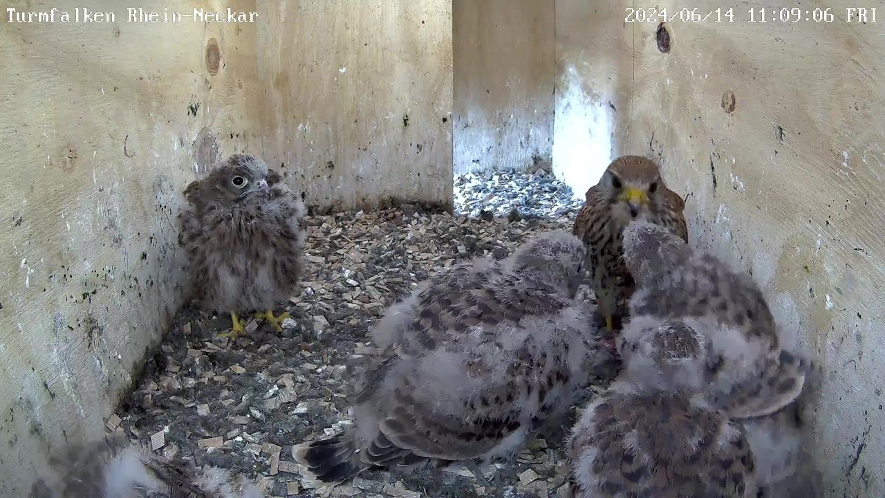 Die Turmfalken werden selbstständiger & blicken in die Freiheit! 14.06.2024