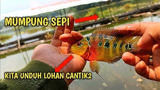 Download lagu FISHING FOR RED DEVIL AND LOHAN FISH BEHIND THE STALL‼️GACOR‼️THIS IS THE BAIT AND TECHNIQUE‼️ mp3