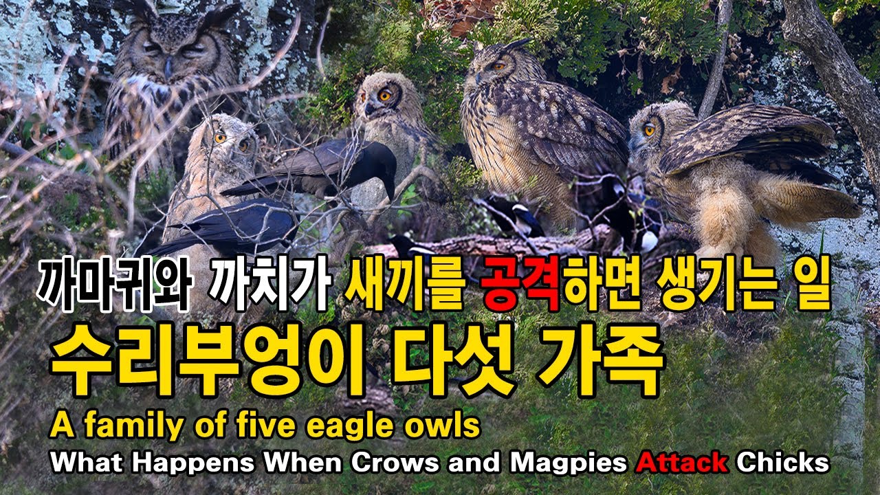 수리부엉이 유튜브 썸네일