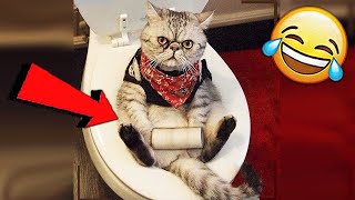 СМЕШНЫЕ ЖИВОТНЫЕ 2020 / ПРИКОЛЫ КОТЫ СОБАКИ, ЛУЧШИЕ ПРИКОЛЫ с Кошками и Собаками Funny Cats