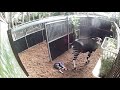 Video: okapi bevalt van dochtertje in Diergaarde Blijdorp