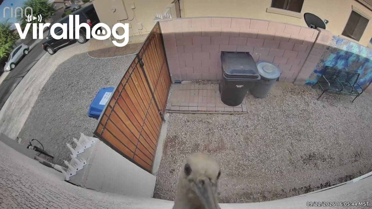 Woodpecker Inspects Security Camera || ViralHog