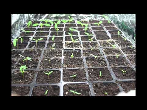 Chili peppers grow timelapse