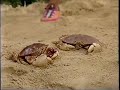 A Hunting We Will Go Beach Party